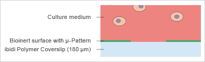 ANI_micropatterning_principle_ibiTreat.gif