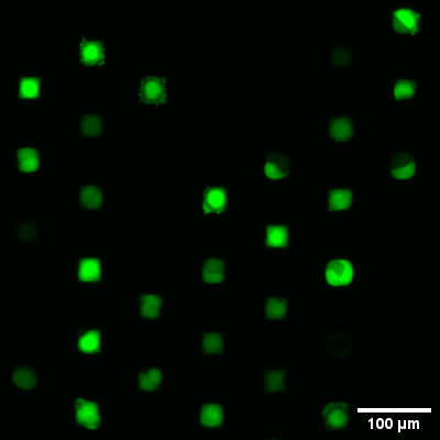 S_83611_Single-Cell_Timelapse_Fl_crop.gif