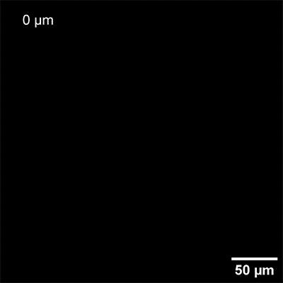 S_838XX_ex_3d_volume_scan_400.gif