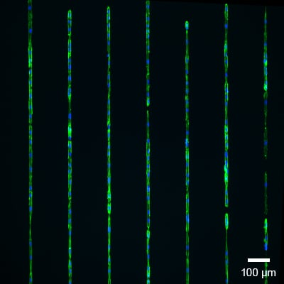 1S_838XX_ex_3d_volume_scan_400.gif